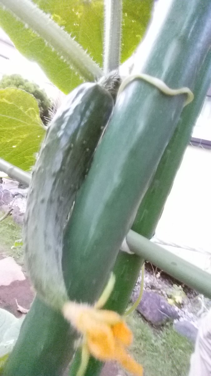 ネギ男 秋キュウリ 1つめがようやく肥大してきました 本家ミニトマトと挿し木ミニトマト2号の収穫に陰りが見えてきました 挿し木3 5号の成長に期待です 挿し木1号は主枝を終了させて惻枝を育ててます 家庭菜園 ミニトマト きゅうり T