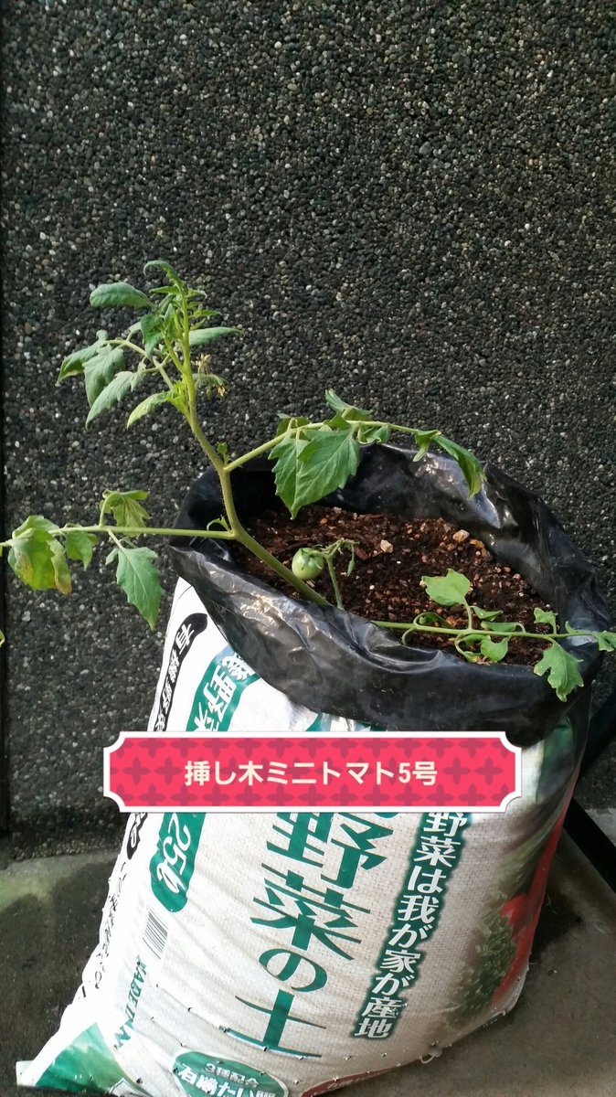 ネギ男 秋キュウリ 1つめがようやく肥大してきました 本家ミニトマトと挿し木ミニトマト2号の収穫に陰りが見えてきました 挿し木3 5号の成長に期待です 挿し木1号は主枝を終了させて惻枝を育ててます 家庭菜園 ミニトマト きゅうり T