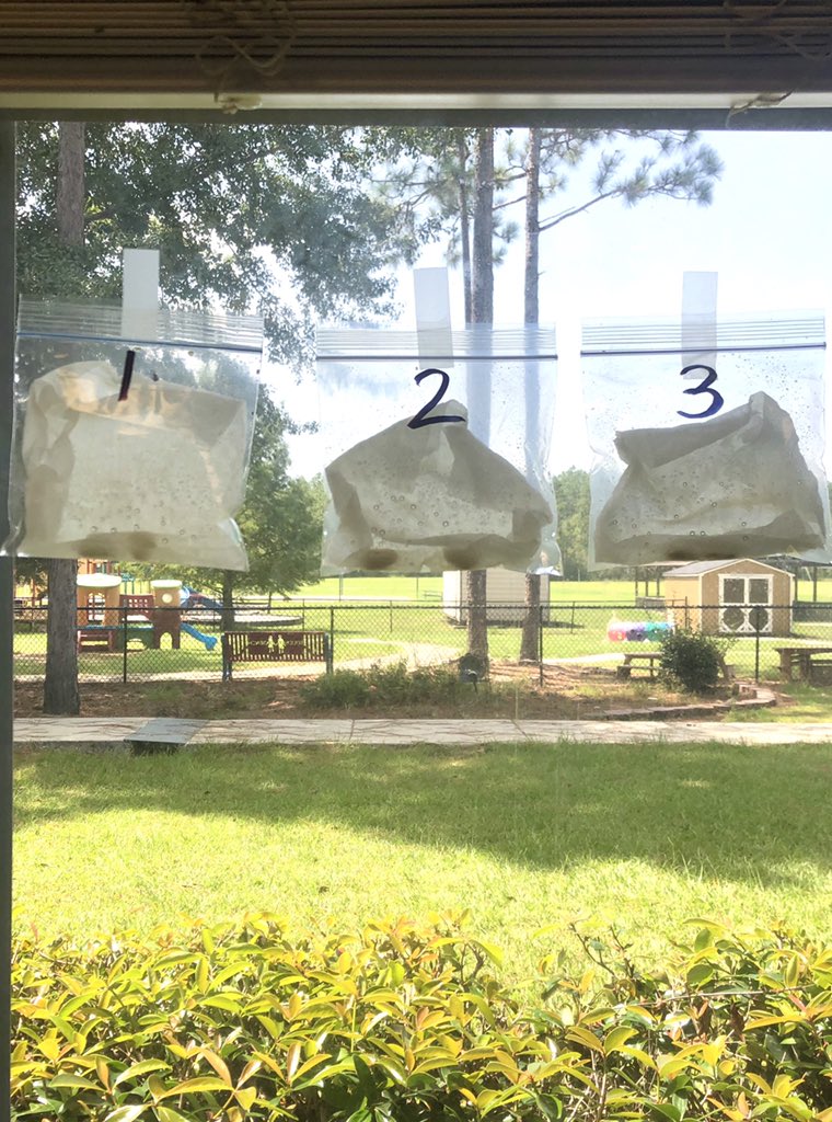 CartersBees's tweet photo. Day 3 of virtual learning we have shared stories, listened to music, played games to get to know each other, explained math problems, practiced phonics skills and started our first science experiment! It is going to be a great year! #learningleadingremotely #beesknees @CollierES https://t.co/BFPOrokzIZ