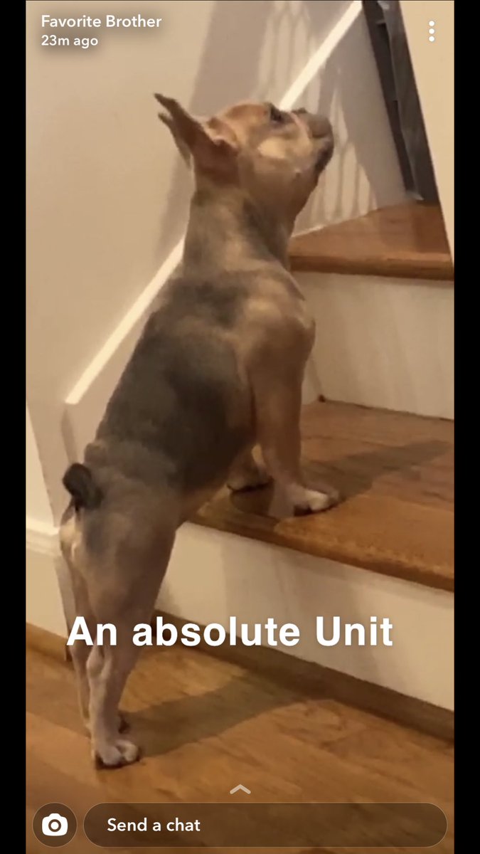 YoungMeezy93's tweet photo. Lola always skips leg day. Smdh @davedoug_ https://t.co/jcFea70phu