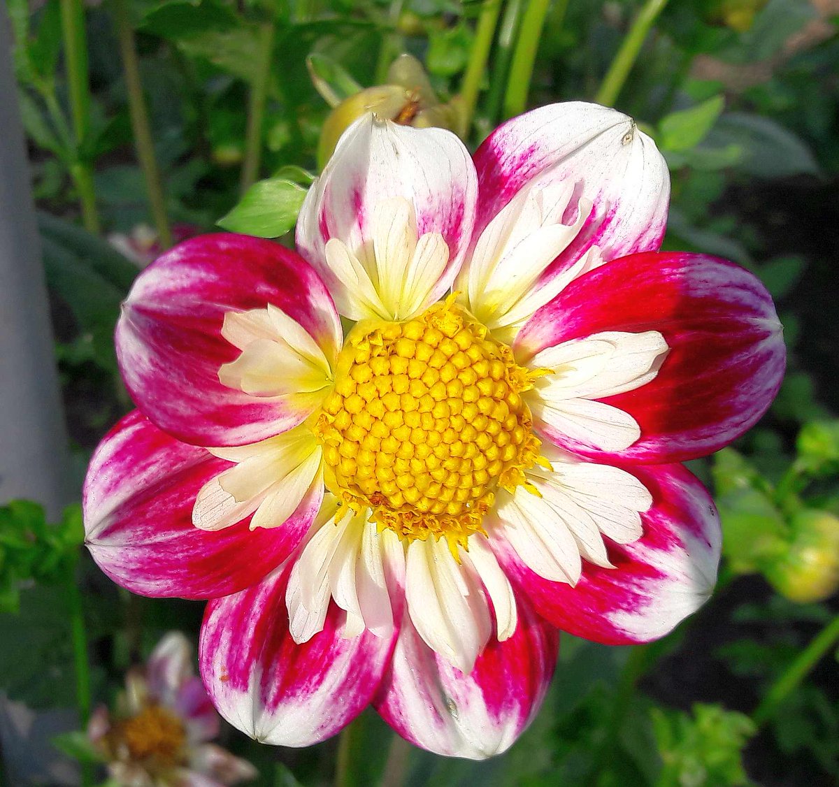 💐🍸🍷🎶🌈🌅#hamburg today🌸🌺#bee🐝#dahlia🐝🌺#bumblebee🌸#HappyWeekend Friends!🎨❤🌤💖☮✨☮peace☮✨💖✨love💖✨ No war!🌎🌳🚴‍♀️🏕🏔🍀🌱🥀🌷#COVIDー19 #staysafe