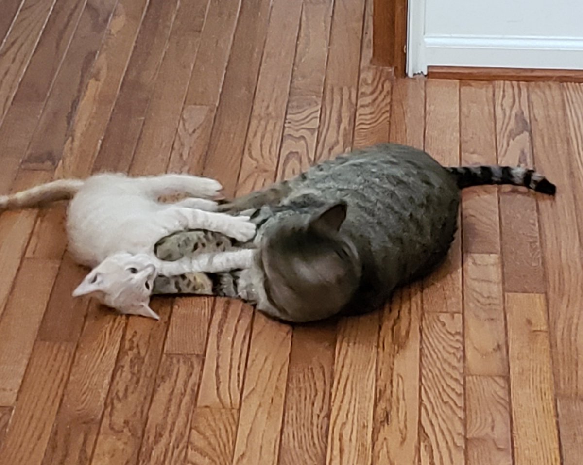 TriggyExtraToes's tweet photo. Glorzo the kitten is my new friend. We wrestle all day, but I'm very gentle.
#CatsofTwitter https://t.co/7WaD7jcO0E