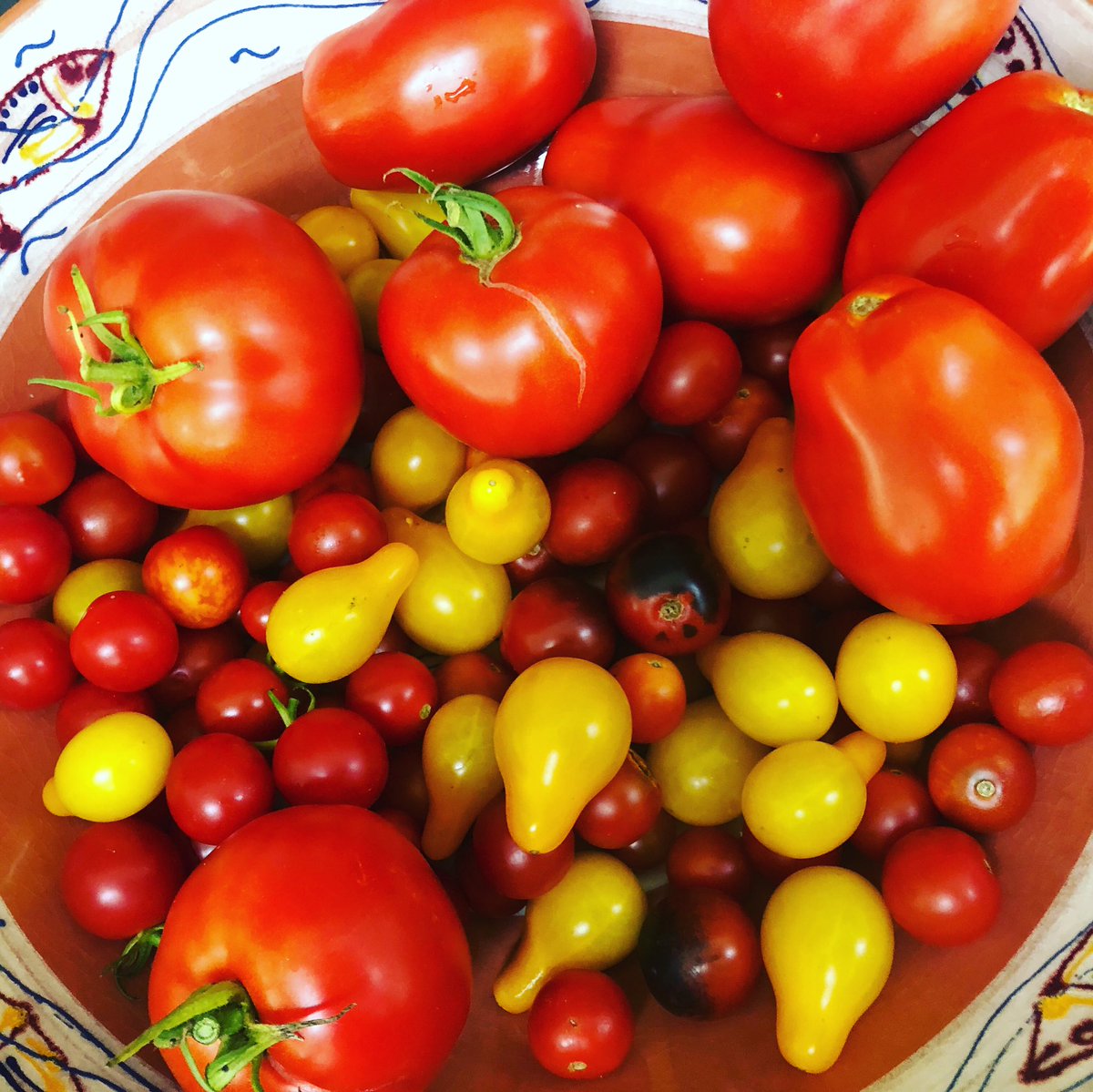 katebateman's tweet photo. So. Many. #tomatoes! Our three best plants are called Timmy, Jimmy, and Salsa, and they have stepped up to the (dinner) plate! 
#tomatoesfordays #gardening #pastasauce #salsa. https://t.co/uygEXfb5r5