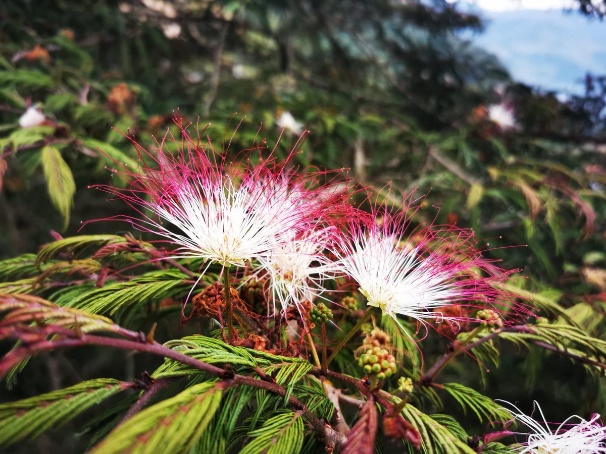 soydeituango's tweet photo. La flor del carbonero #NuestraTierra https://t.co/l4Cf8ICVyd
