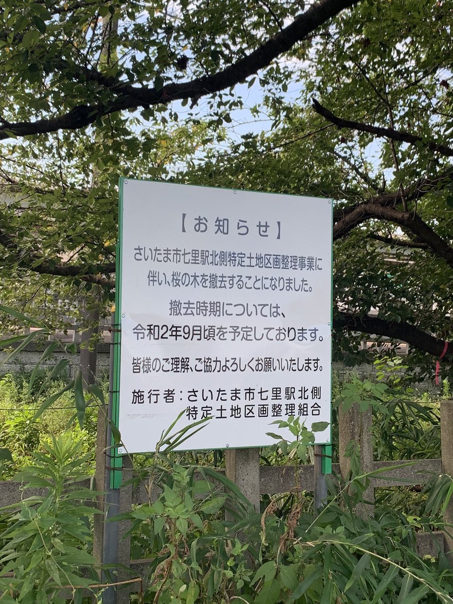 nanasatonosaku's tweet photo. 8月27日に現地説明会が開催されました。
協会との確認事項
①9月の伐採延期の再確認
②10月に予定していた工事資材の運搬通路などの為の、桜の枝切りは延期
③桜の移植は可能であるか、専門家の意見を聞きながら判断する

今年の3月末に小さな看板で知らせるとは、と市民の熱い想いが伝わりました！ https://t.co/8COfhEdvNs