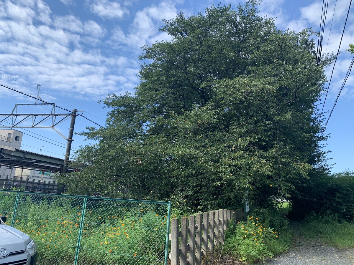 nanasatonosaku's tweet photo. 8月27日に現地説明会が開催されました。
協会との確認事項
①9月の伐採延期の再確認
②10月に予定していた工事資材の運搬通路などの為の、桜の枝切りは延期
③桜の移植は可能であるか、専門家の意見を聞きながら判断する

今年の3月末に小さな看板で知らせるとは、と市民の熱い想いが伝わりました！ https://t.co/8COfhEdvNs