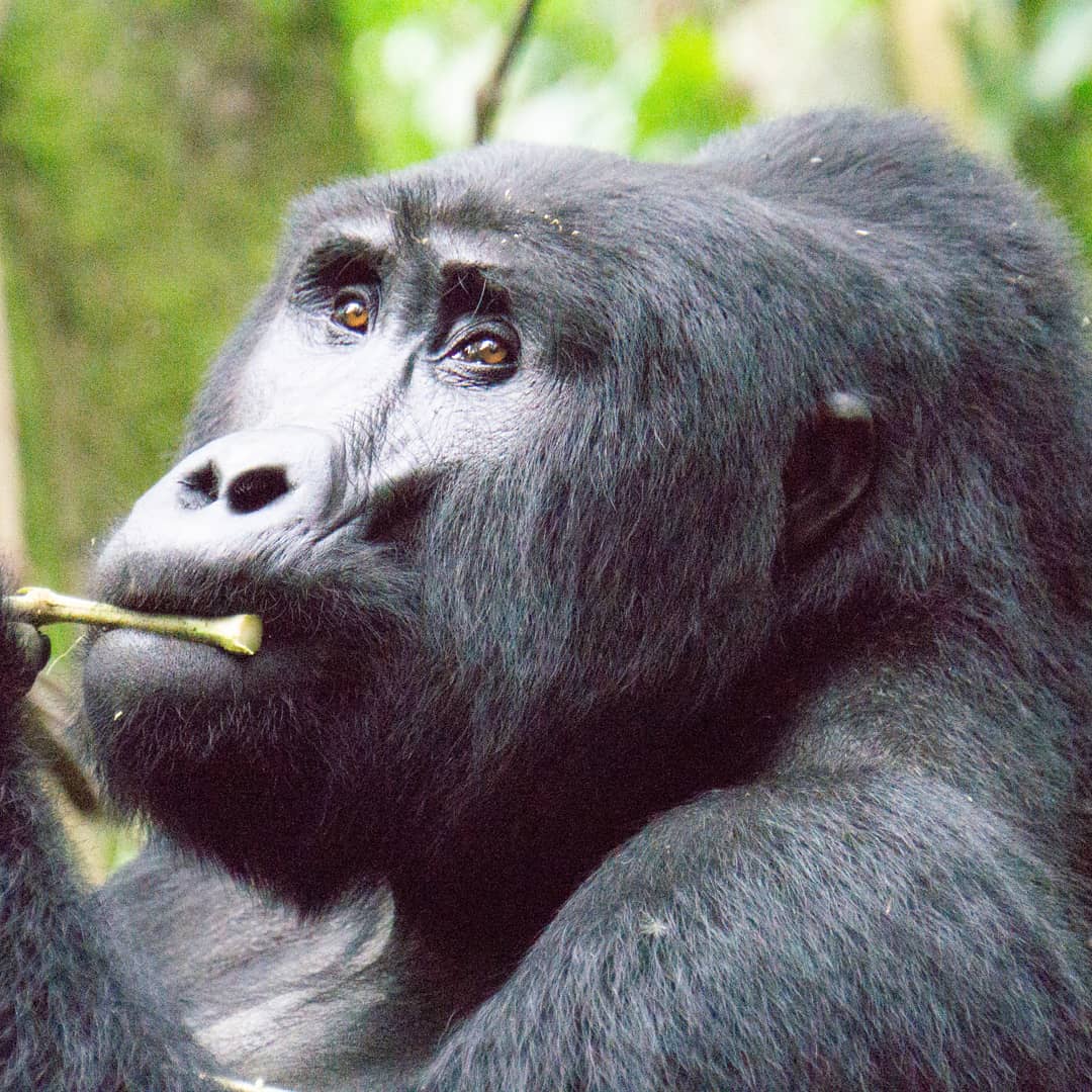 ttexpeditions's tweet photo. The park is a sanctuary for colobus monkeys, chimpanzees, and many bird species. It is most notable for the 400 Bwindi gorillas, half of the world's population of the endangered mountain gorillas. 14 habituated mountain gorilla groups are open to tourism. https://t.co/cev8xk8qsm