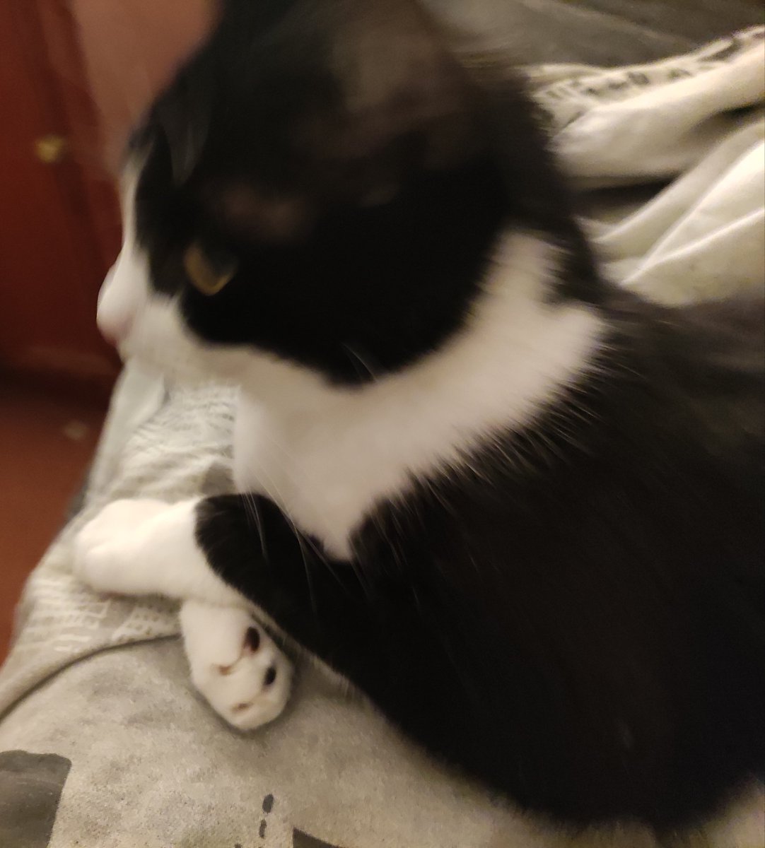 sfprTrell's tweet photo. Cat resting, colorised,2020. #CatsOfTwitter #bedcat https://t.co/w9LkzeO862