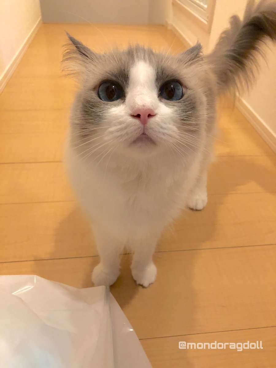 mondoragdoll's tweet photo. ＼燃えるゴミの日やで。／ https://t.co/eae2twFr5l