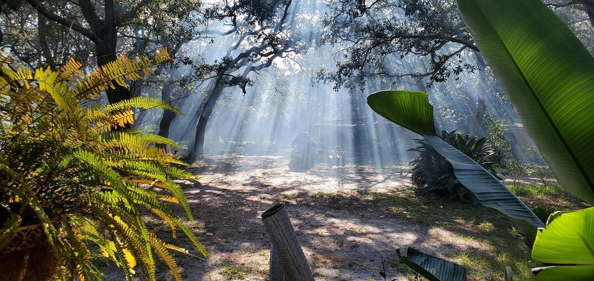 streetSinger9's tweet photo. My brother’s neighbors had a smoky fire in their fire pit, makes for interesting sunbeams…
#CellphonePicture https://t.co/ftNQTgrZCG