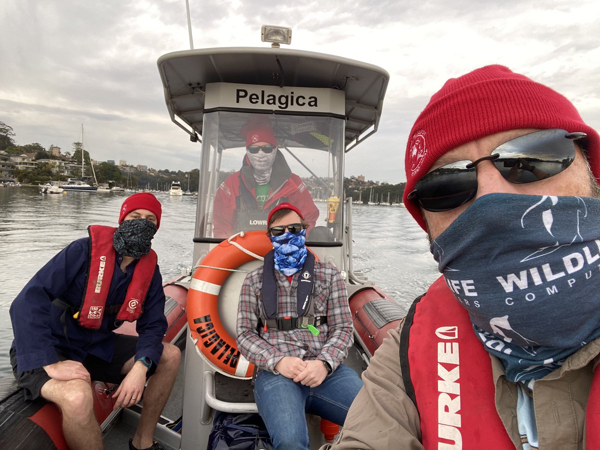RobHarcourt's tweet photo. @MQBiology #marine #research #mprg #Covid-19 safe marine surveys https://t.co/bGuywOu66D
