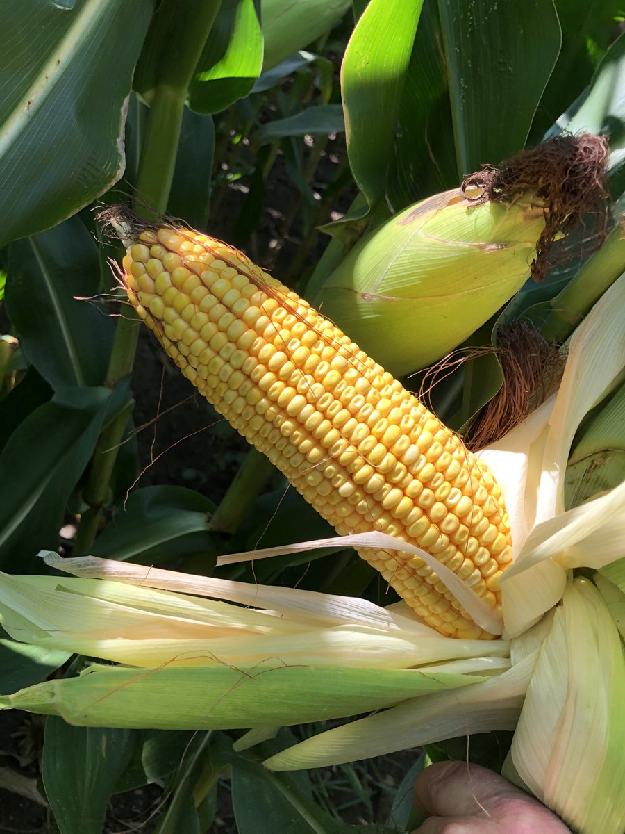 joeryan400's tweet photo. Corn looking good on Ryan farm in Noyan Québec!!@pride xp https://t.co/zmOE2LLRCo