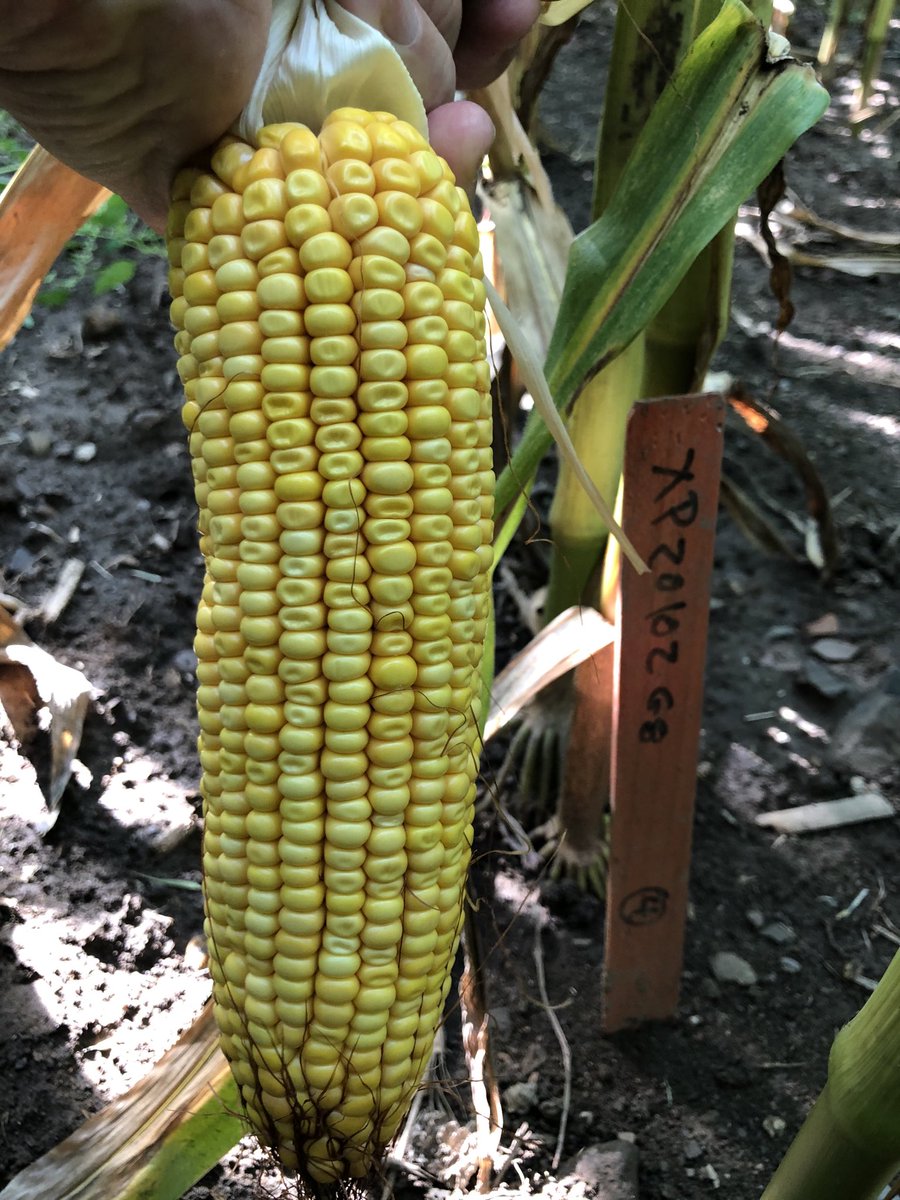 joeryan400's tweet photo. Corn looking good on Ryan farm in Noyan Québec!!@pride xp https://t.co/zmOE2LLRCo