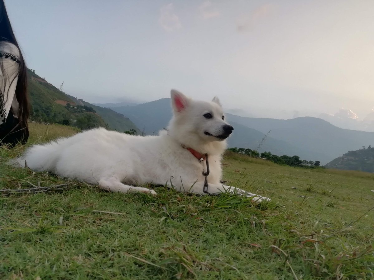 madridistarosh's tweet photo. You use to be so excited when we get back home. You were mischievous but very sweet and cute. We use to fight always whenever we meet. I am gona miss you alot when i am back home buddy.
#ripsnoopy
#missulot https://t.co/kfpEzjeM6L