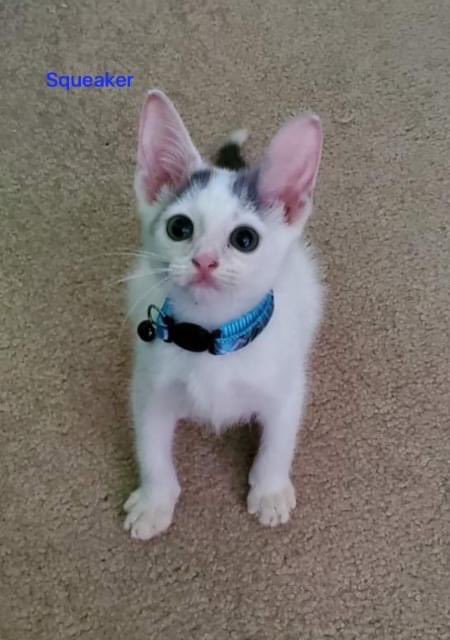 ThePixelFund's tweet photo. Meet Squeaker! Isn't he adorable? He is just 7 wks old, and is looking for his furever family in FL. #AdoptDontShop #HisEars https://t.co/YFE5OONyAU