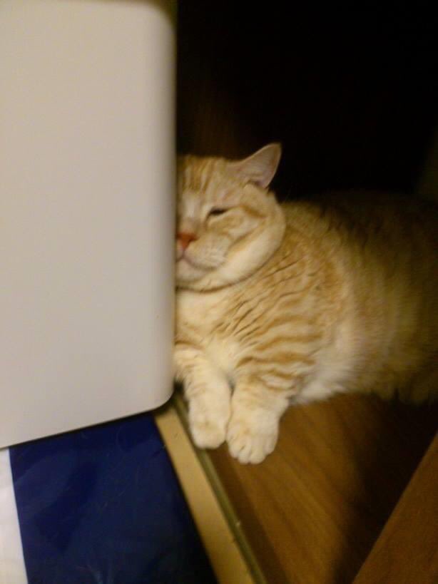Mimami_cat's tweet photo. 大好きすぎるじゃがいもみたいなこたろの写真。
6年前だって。
いまもかわらずおじゃがなこたろさん。
いやされる。 https://t.co/BRH4MmpOWn