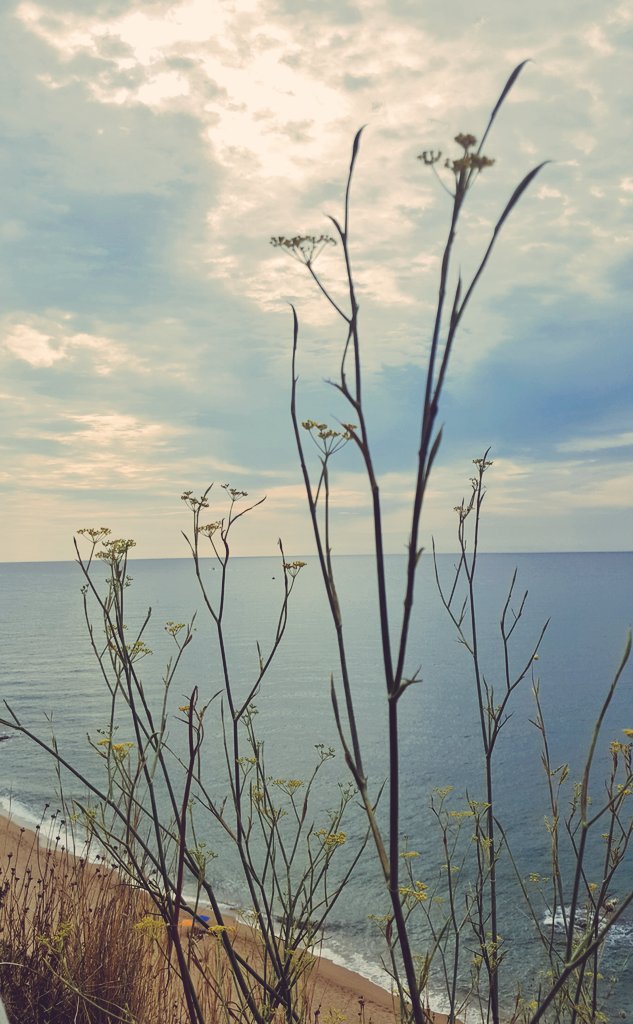 Si me pierdo, 
búscame en la orilla del mar.