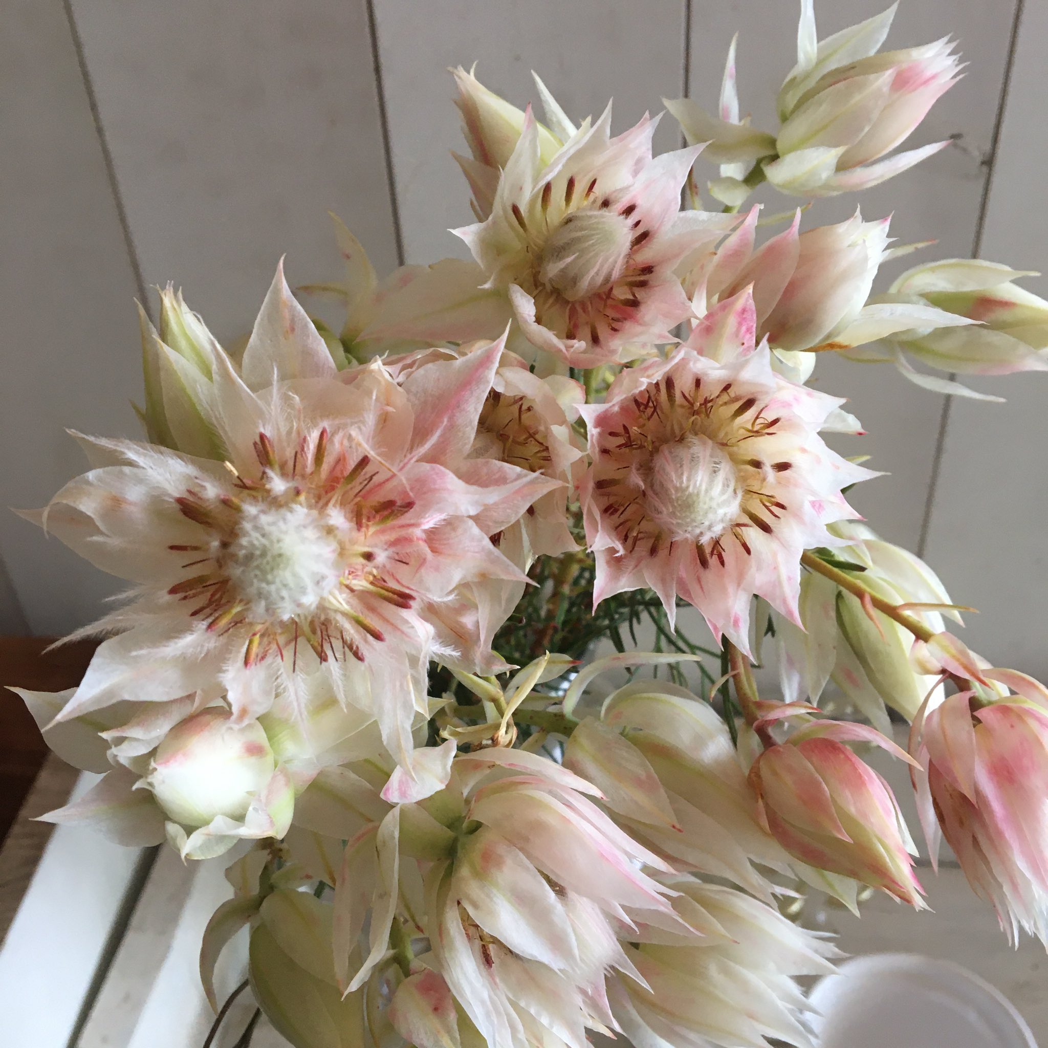 D Ici Peu 毎日ひと花 セルリア ブラッシングブライド T Co R8c2jhw2da Twitter D Ici Peu 毎日ひと花 セルリア ブラッシングブライド T Co R8c2jhw2da Twitter