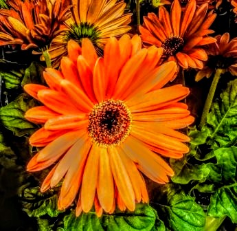 mhall55nine's tweet photo. "Red Hot Summer" #LaborDayWeekend #SummerVibes #NaturalBeauty #NaturePhotography https://t.co/qYuvuo1Ad4