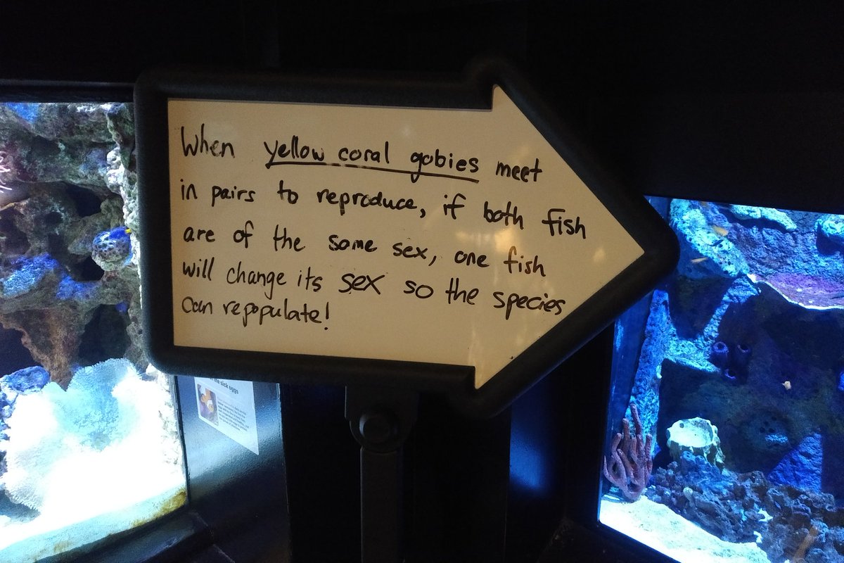 Just posting this sign to piss off the gender crits. Yellow Coral Goes say trans rights! Those trans het fish are alright.16/25