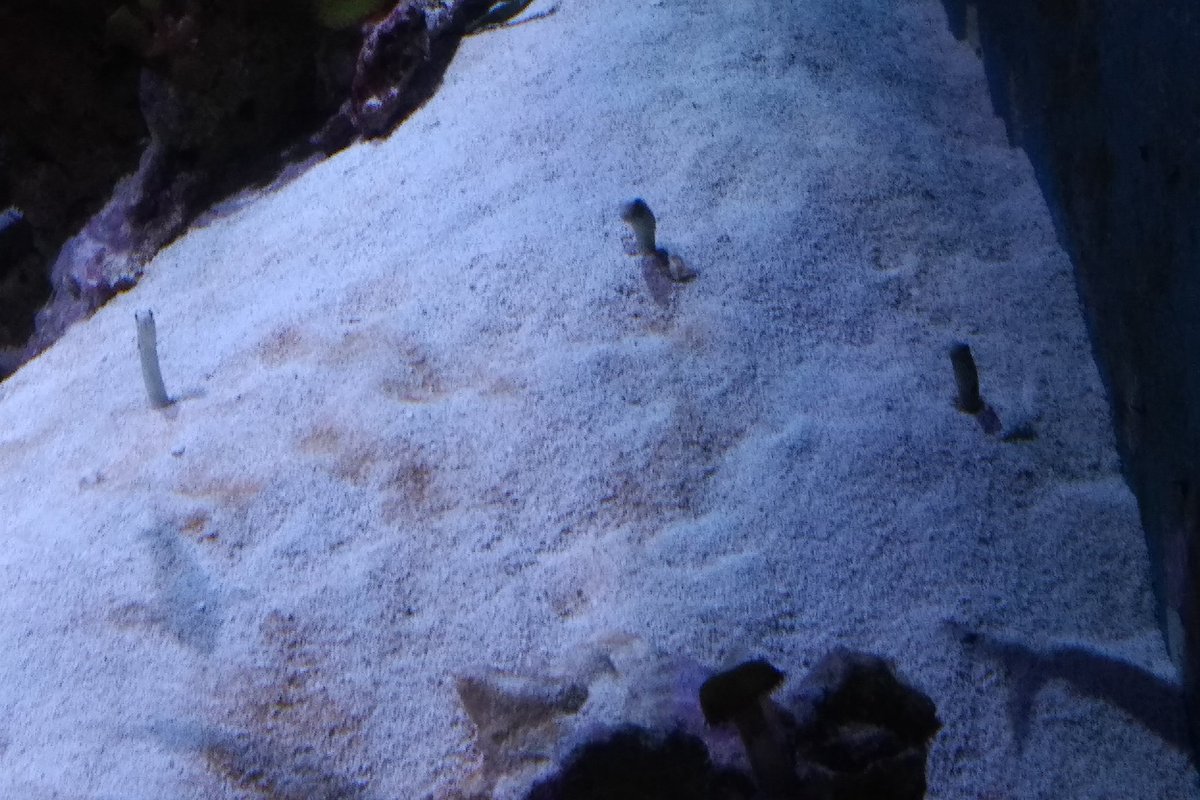 Some more residents of the tropics.A Livingstone (lionfish) which is a plague in the Caribbean.And my wife and I love the garden eels. They are in pic 2, with their little heads just out of the sand.18/25