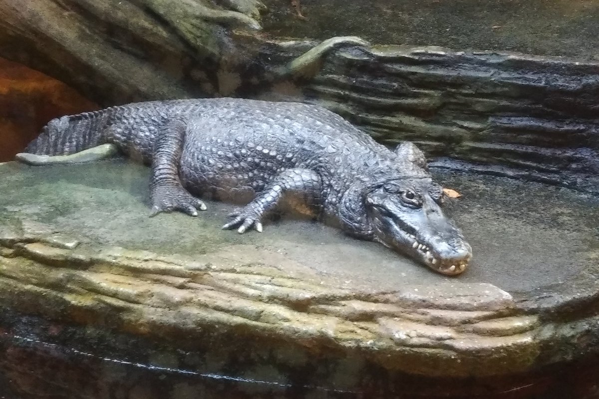 The caiman has been a mainstay since I was a kid. I love alligators and crocodiles. Caiman are no exception. It's not Friday, but... well, we can still appreciate him.19/25