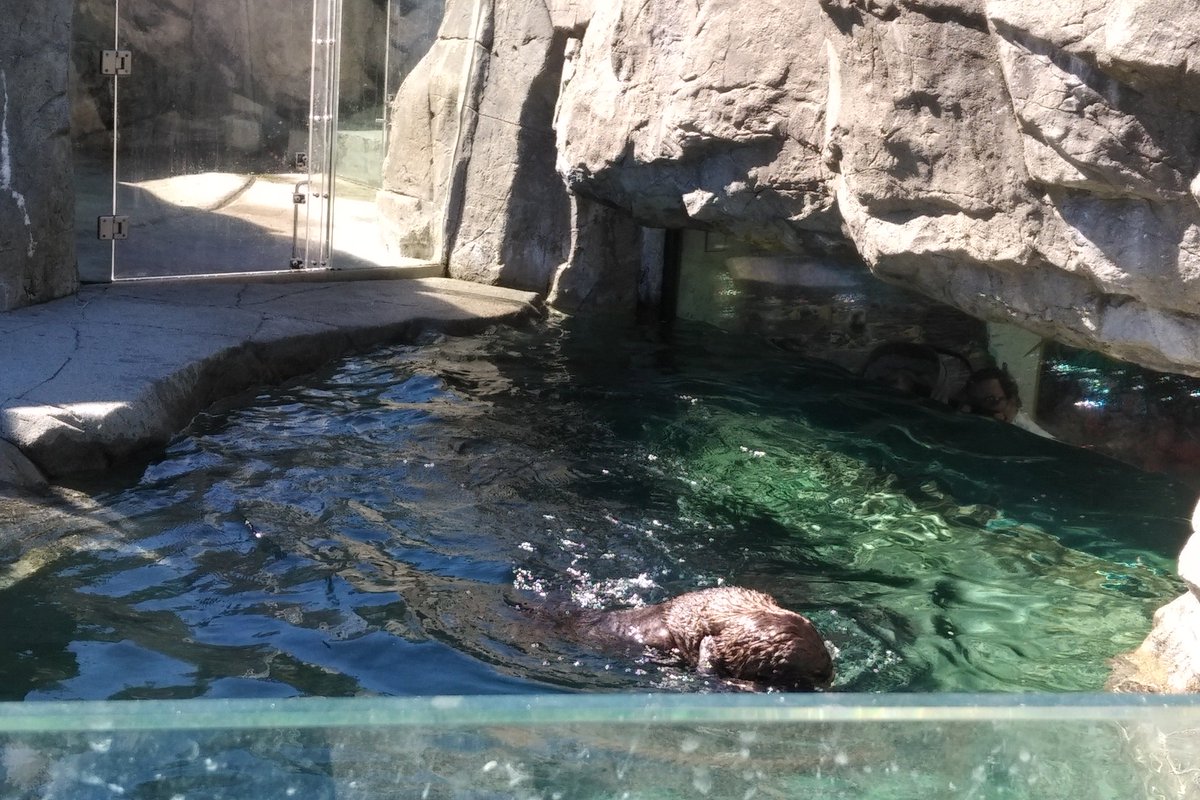 Next we move on to one of the first things I showed my wife when they came to Vancouver. Sea otters!They are all very playful. And they are all otters that have been found injured or abandoned. If  @vanaqua was not here, these animals would not exist. 5/25