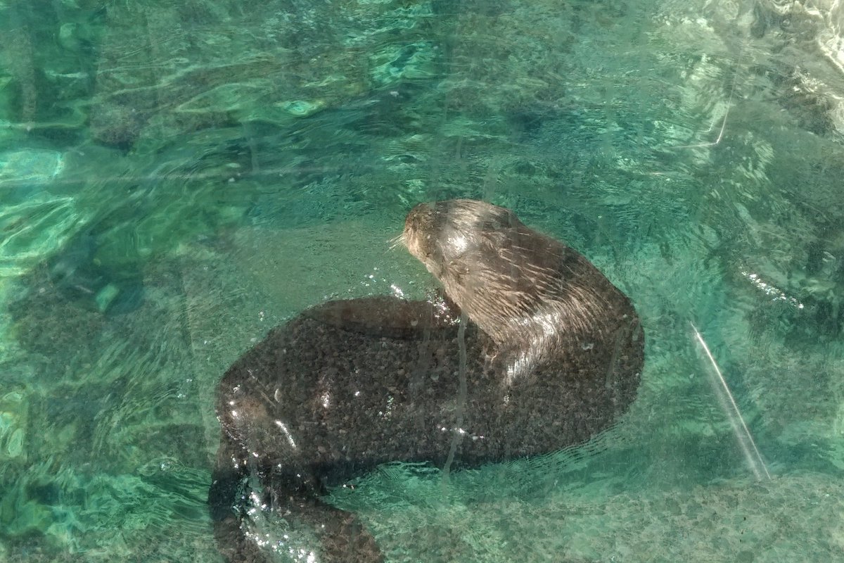 Next we move on to one of the first things I showed my wife when they came to Vancouver. Sea otters!They are all very playful. And they are all otters that have been found injured or abandoned. If  @vanaqua was not here, these animals would not exist. 5/25