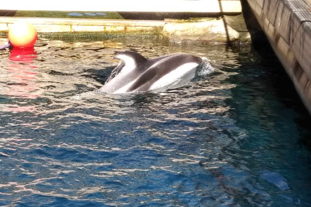 Like the otters, Helen here would not be here, if not for the help of  @vanaqua. You can't see it here, but she's missing her front flippers. This Pacific Whitesided Dolphin got wrapped in a fishing net and would not survive in the wild. She was very active today. 6/25