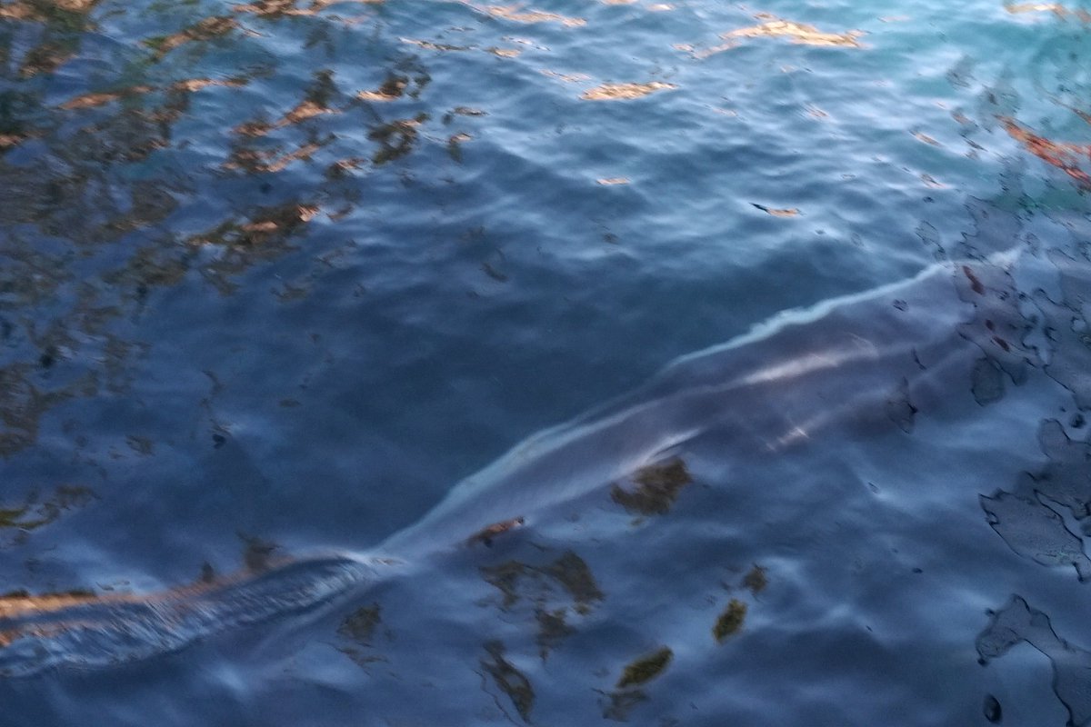 Like the otters, Helen here would not be here, if not for the help of  @vanaqua. You can't see it here, but she's missing her front flippers. This Pacific Whitesided Dolphin got wrapped in a fishing net and would not survive in the wild. She was very active today. 6/25