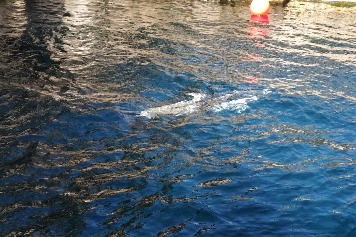 Like the otters, Helen here would not be here, if not for the help of  @vanaqua. You can't see it here, but she's missing her front flippers. This Pacific Whitesided Dolphin got wrapped in a fishing net and would not survive in the wild. She was very active today. 6/25