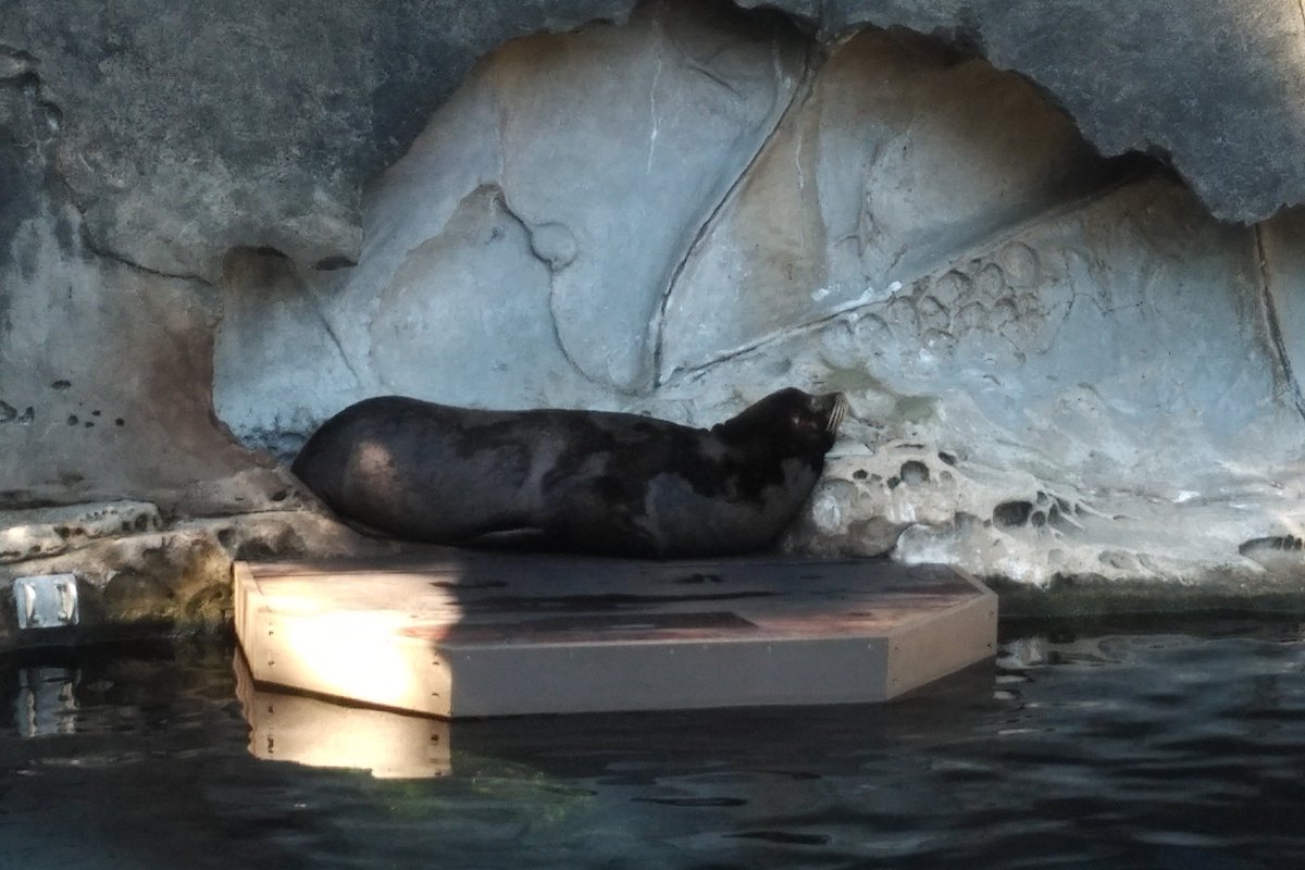 Another animal who would not have survived if it was not for  @vanaqua is Senor Cinco. He was found injured on May 5, 2017. It turns out he was shot in the face and just left to die. He can't see, but he has other sea lion friends now. 7/25