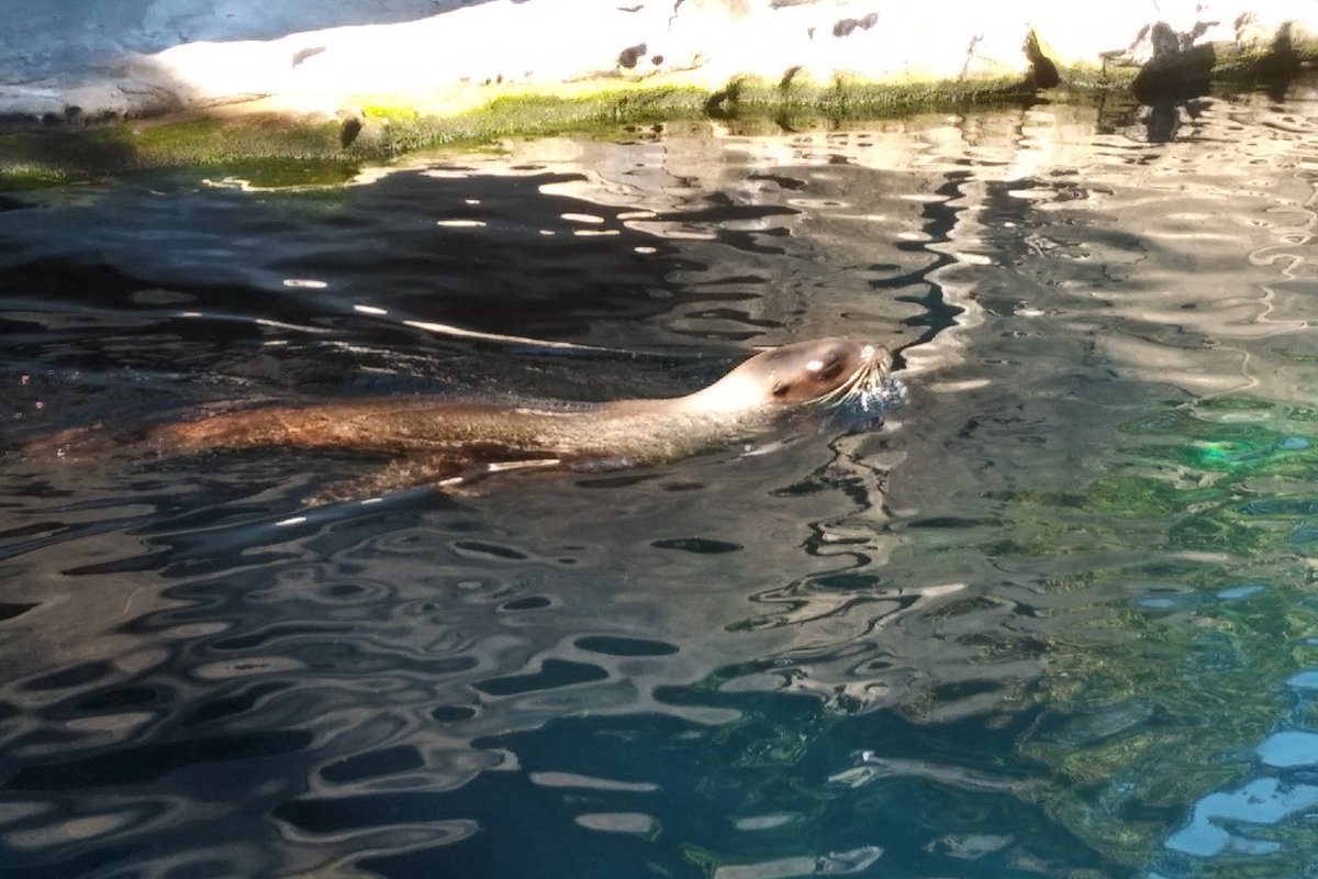 Another animal who would not have survived if it was not for  @vanaqua is Senor Cinco. He was found injured on May 5, 2017. It turns out he was shot in the face and just left to die. He can't see, but he has other sea lion friends now. 7/25