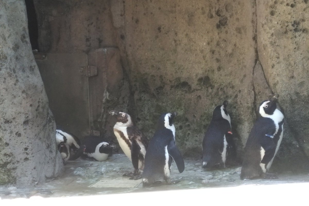 Have I mentioned that the Aquarium is all about conservation? Because I haven't skipped an animal yet. Next we move on to the African Penguins. They are not local, but the Aquarium has done a LOT to help preserve the species. It's a little warm, so they are in the shade. 9/25