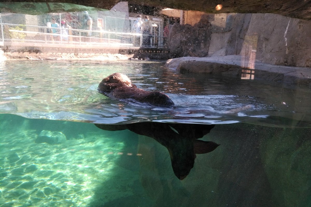 Back to the otters! They are visible underwater, too. And, oh more conservation stuff. @Vancouver_Otter is on display as well, but because of where the sun was, we couldn't get a good pic of the 11 week old otter. Oh well. Baby Joey is adorable!10/25