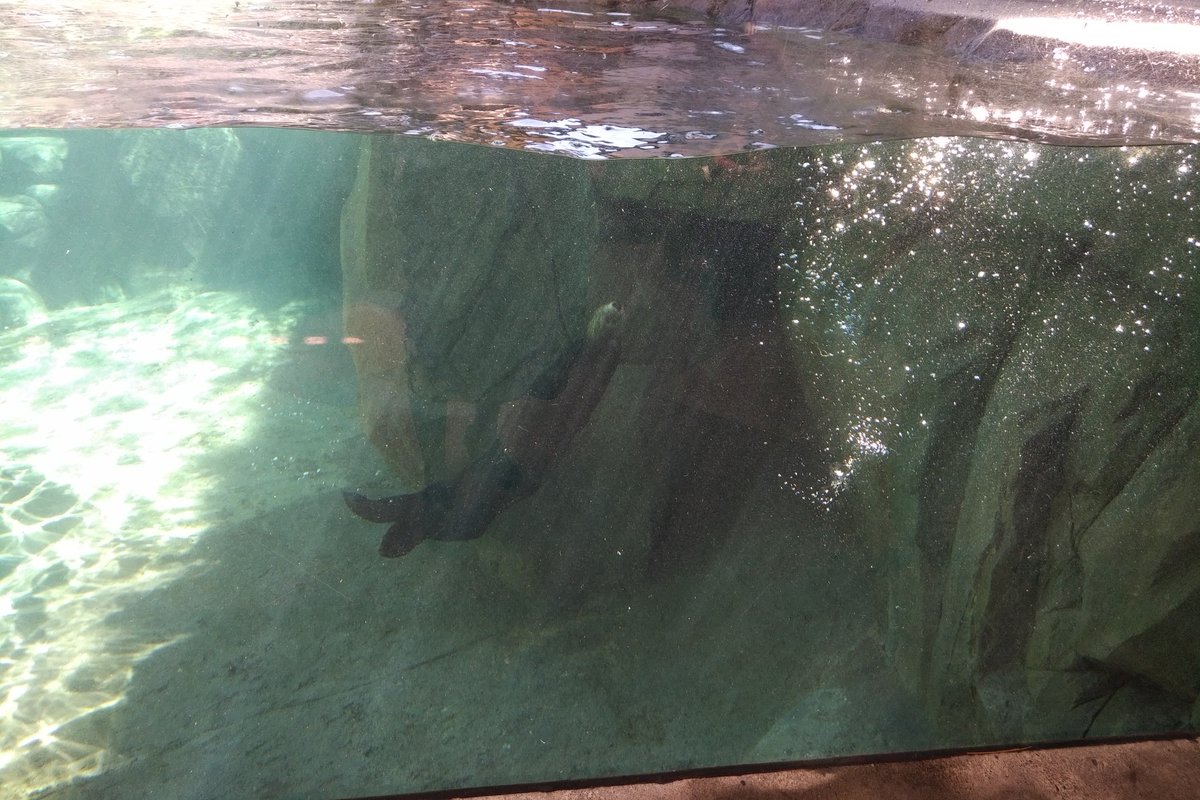 Back to the otters! They are visible underwater, too. And, oh more conservation stuff. @Vancouver_Otter is on display as well, but because of where the sun was, we couldn't get a good pic of the 11 week old otter. Oh well. Baby Joey is adorable!10/25