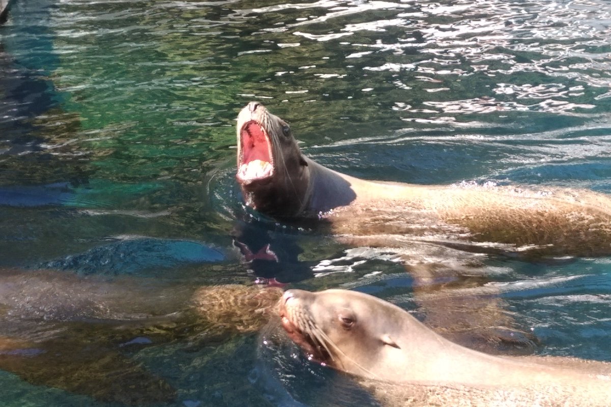 More sea lions, but these are the big males. They have their own tank. And they are noisy boys! So much barking from the water doggies! I think they're trying to get the girls to come over.11/25