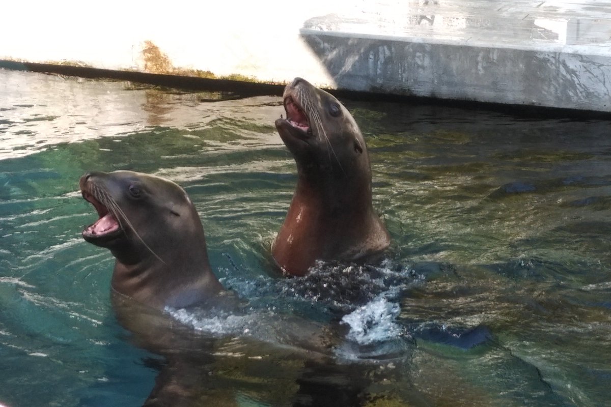 More sea lions, but these are the big males. They have their own tank. And they are noisy boys! So much barking from the water doggies! I think they're trying to get the girls to come over.11/25