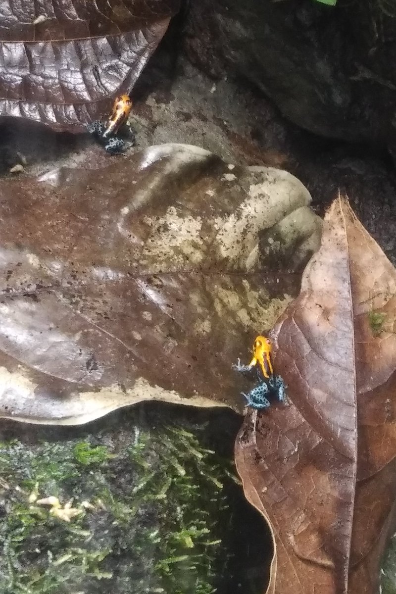 The aquarium has done a lot to help preserve frog species. Like these little tree frogs. The main frog exhibit is closed because you can't distance, but we have these little guys.13/25