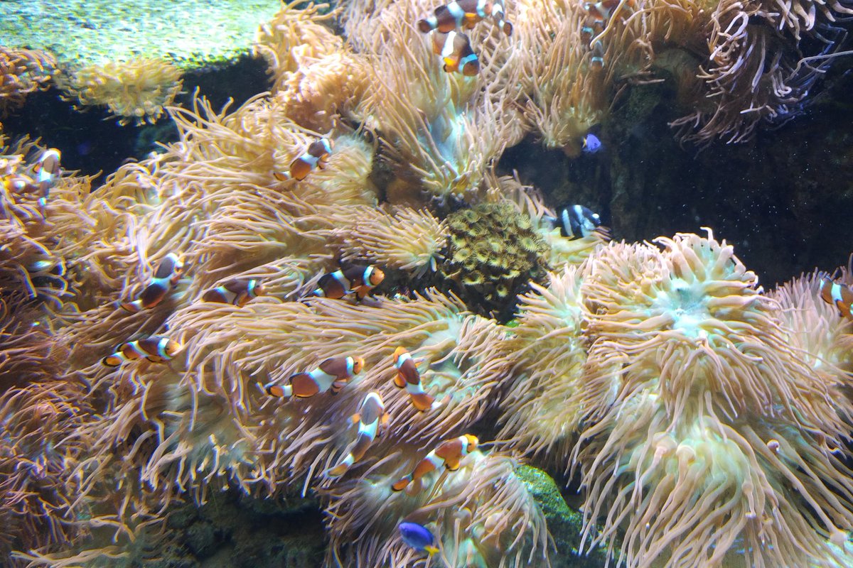 The remainder of the indoor section is devoted to the tropics. Like these clown fish!Hey, remember how Pixar made a movie about how capturing wild animals for the private aquarium trade was wrong and actually made the problem worse?15/25