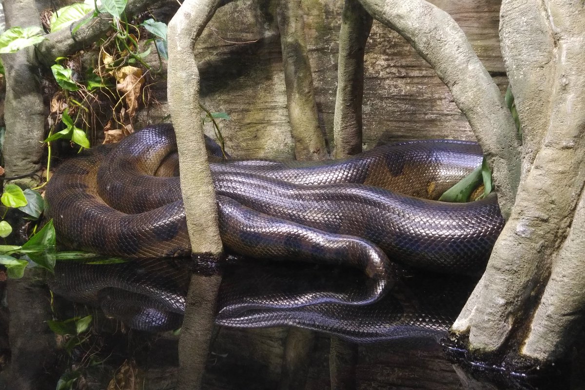 There are a lot of snakes in the tropics exhibit, too. Like this massive anaconda. They are not normally this visible.21/25