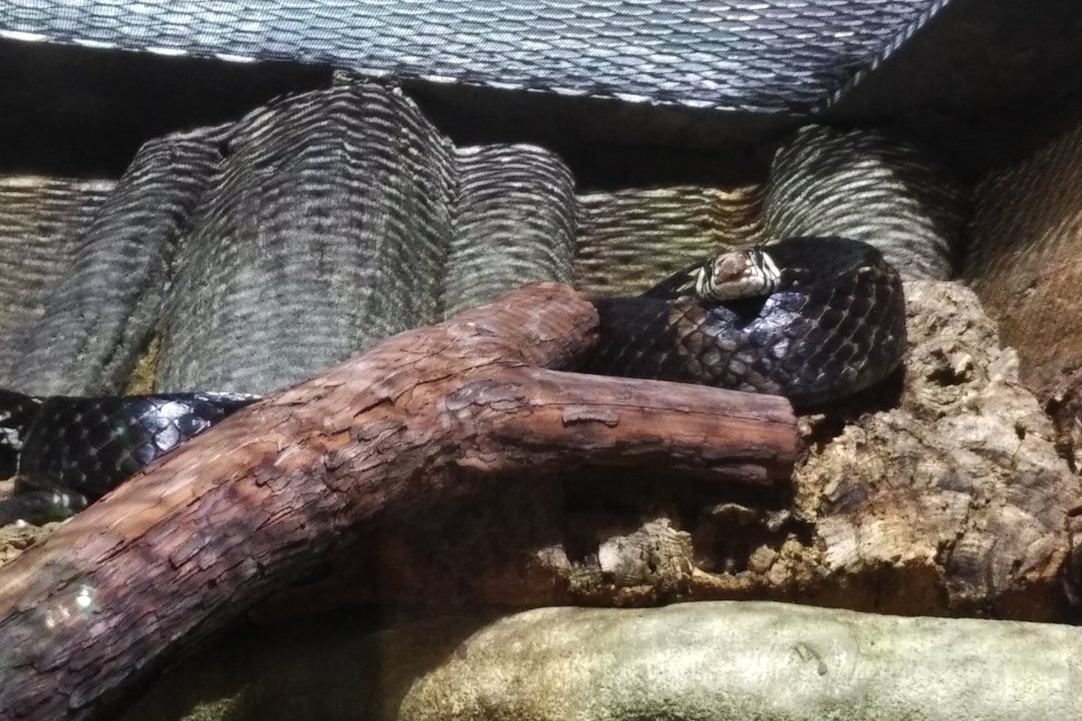 There are a lot of snakes in the tropics exhibit, too. Like this massive anaconda. They are not normally this visible.21/25