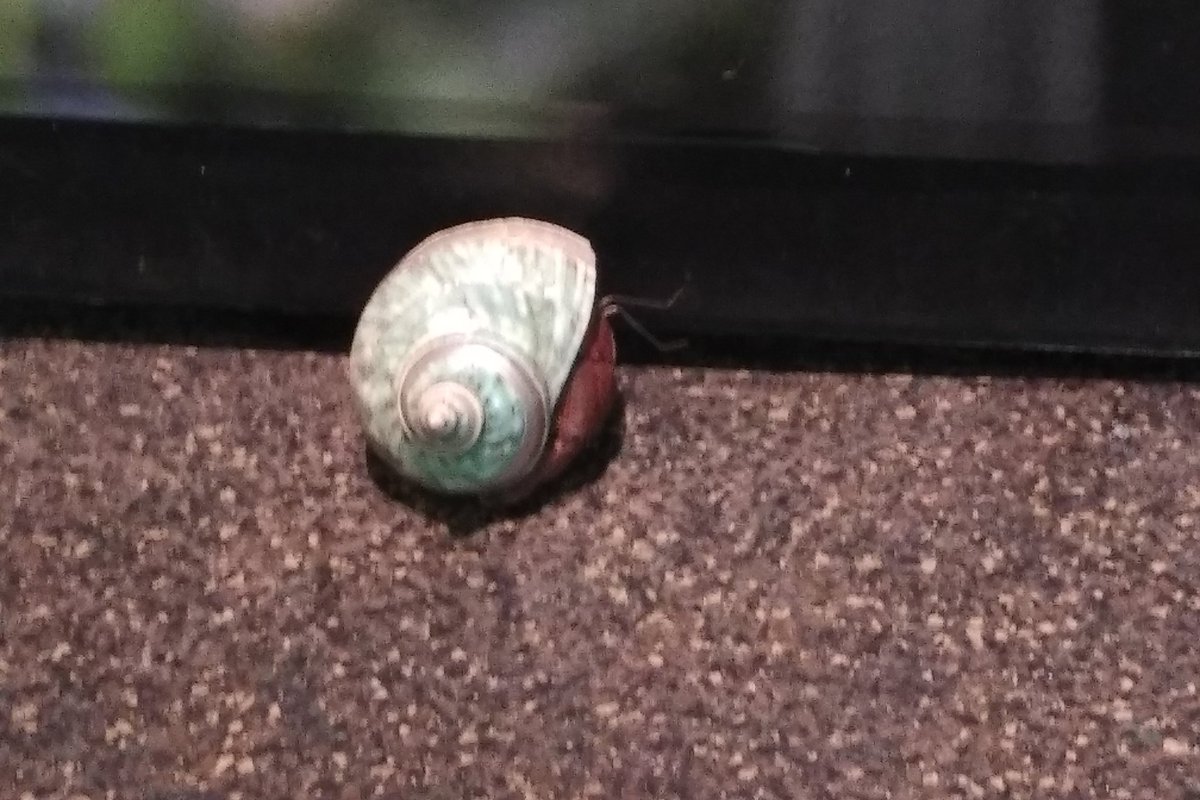 We actually had to wait to get into the more open exhibit because of a medical emergency (it's pretty hot in there).While everyone was away, this big hermit crab crawled out of his enclosure. Eventually one of the biologists came to put him back.23/25
