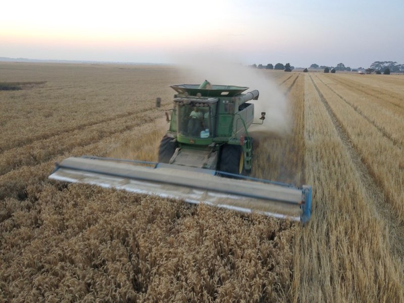 GrantKeating's tweet photo. Truck Driver or Header Driver Wanted           for upcoming harvest in SW Vic (Cressy) starting early Dec till early Jan. Experience required. Contact Grant 0419466432 @KeatingTroy https://t.co/fGk2nz3g6u