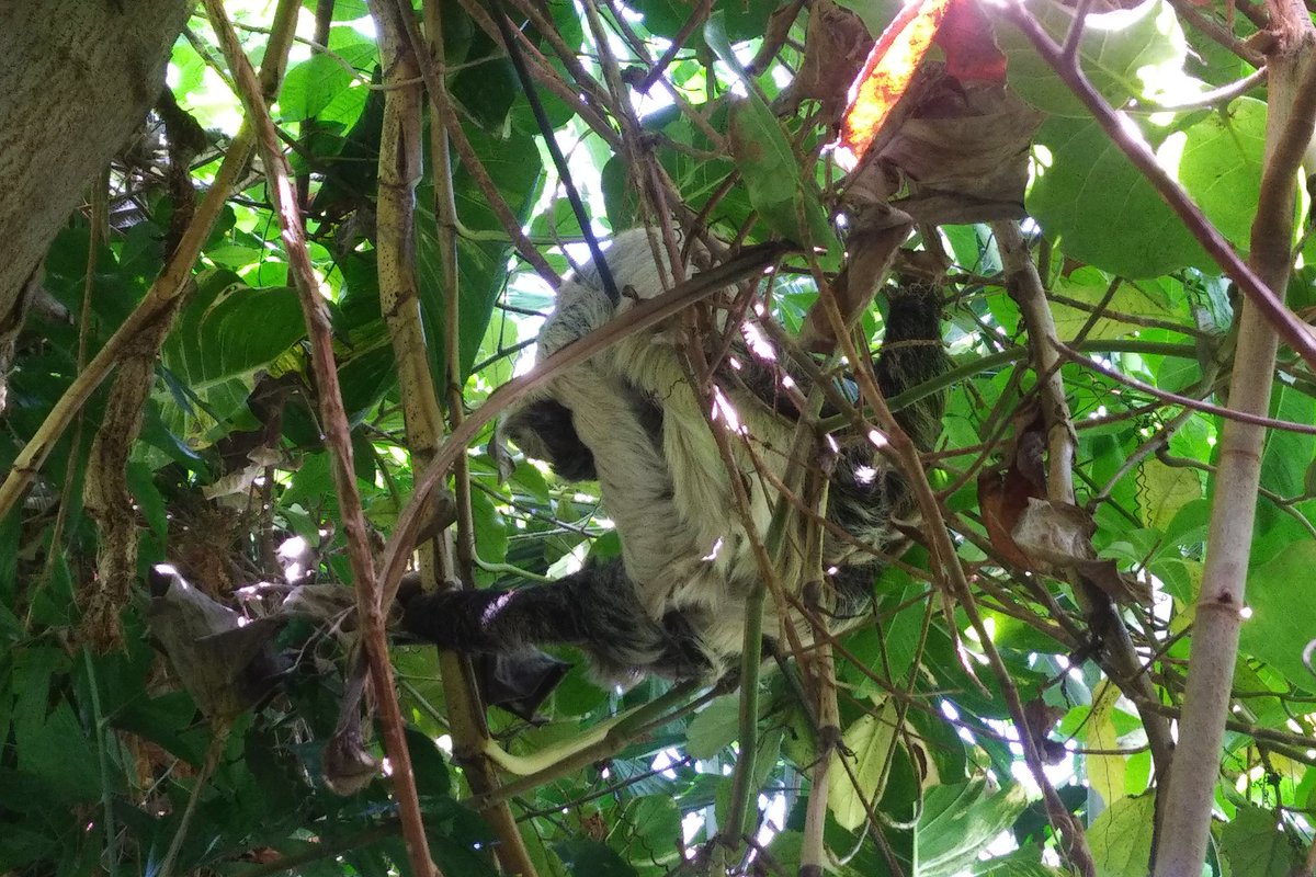 And make no mistake, the Amazon area is very open. The sloths can wander from tree to tree (we think this one is Sally), the turtles can go from pen to pen. The ibises can fly around (and do). Also, thinking of  @DJGolfClap when we see the sloth.24/25