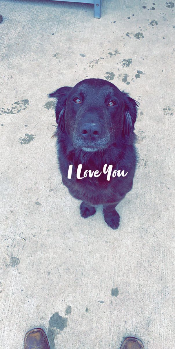 19brinte's tweet photo. Laying here tonight with my sweet Sadie girl and have to hold back the tears.  It is not fair that she has to go through this.  She is so scared and confused and it hurts my heart so so bad. Whatever sick coward did this deserves to rot in hell.. 😞🐾💕 https://t.co/fWxBHnmCE5