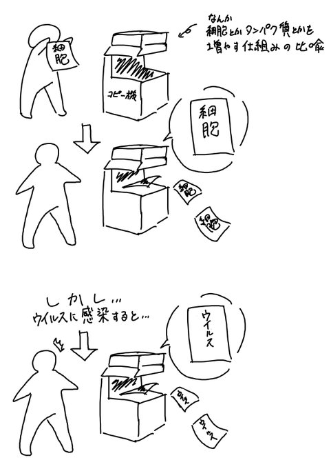 ウイルスの増え方 