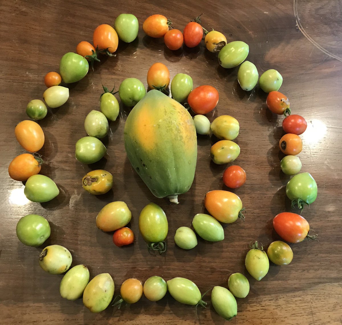 Farm Life: Vegetable Mandalas. The earth bore these vegetables for us. We are reminded of our space in the circle of life- what connects us is life , the same life force present in squash, tomatoes, okra, papaya ... #naturewisdom #permaculture #thesanctuarycebu