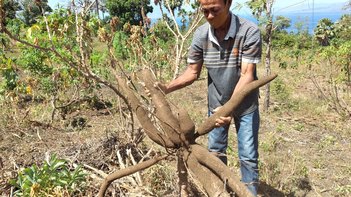 Tanam untuk makan
Pertanian adaptif kekeringan
YPPS
