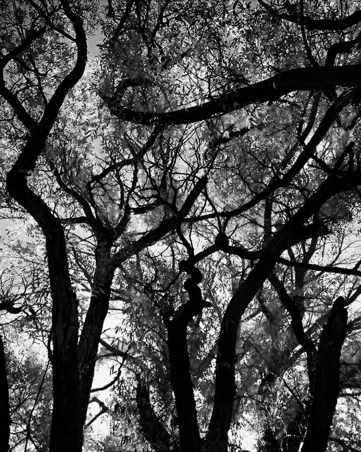 mementosmoriah's tweet photo. The woods are lovely, dark and deep, But I have promises to keep,   
And miles to go before I sleep...
🕸🍁🍂🌬🏞 https://t.co/cADLV2TVjQ